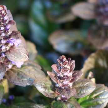 Comment choisir un ajuga ?