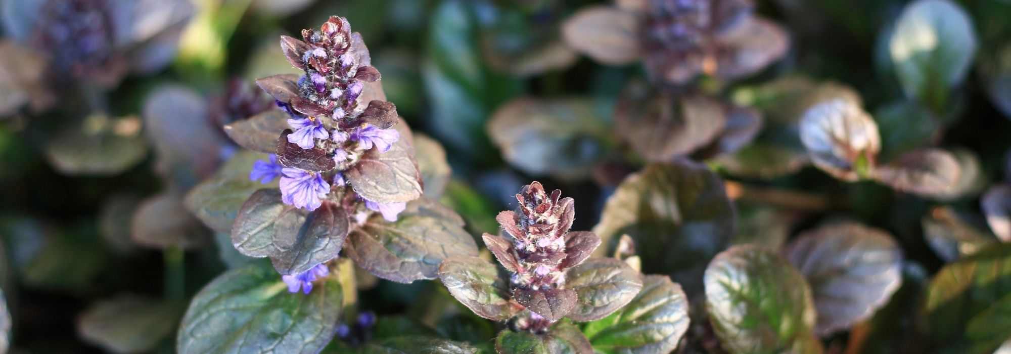 Comment choisir un ajuga ?