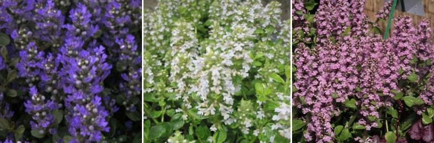 bugle rampante couleur des fleurs