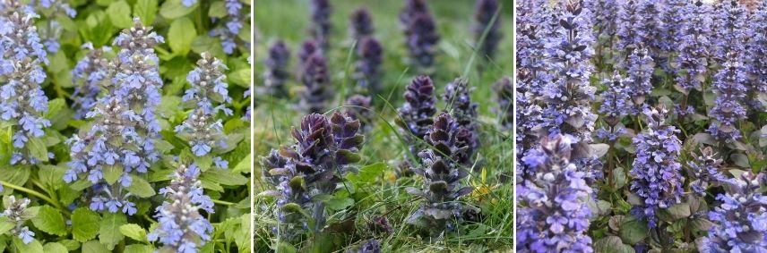 bugle rampante taille des fleurs