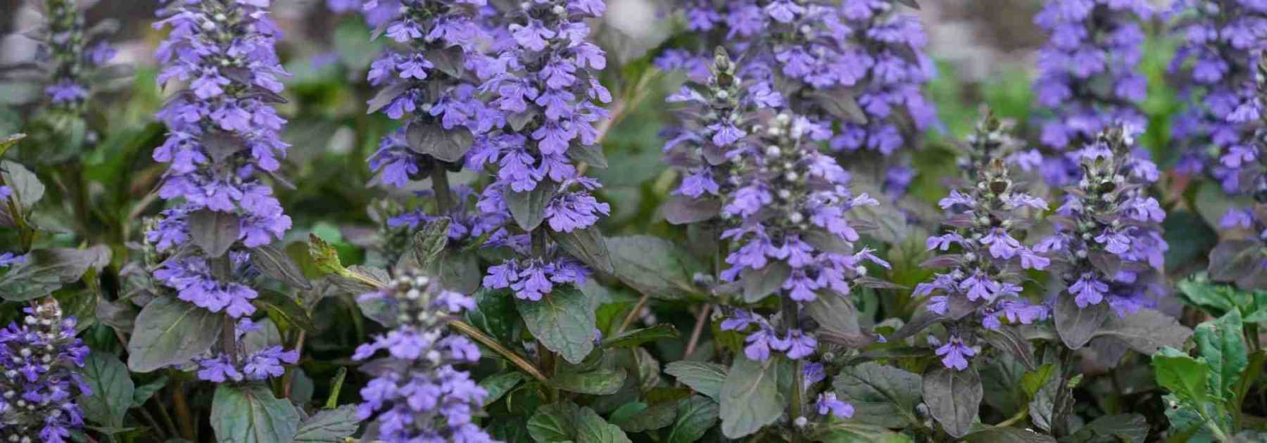 Comment cultiver une ajuga en pot ?