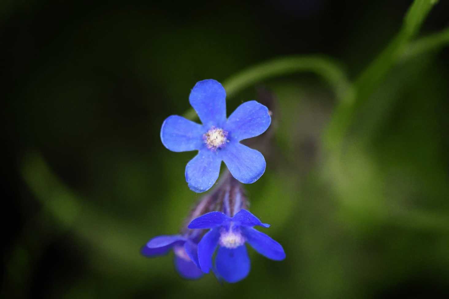 Buglosse, Anchusa : 5 idées d'associations