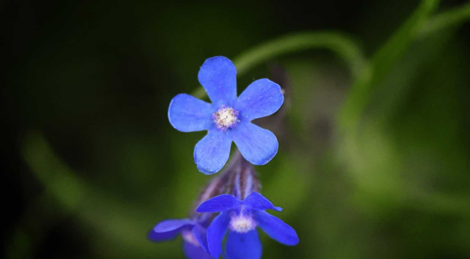 Buglosse, Anchusa : 5 idées d'associations