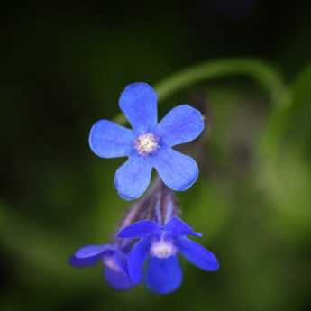 Buglosse, Anchusa : 5 idées d'associations