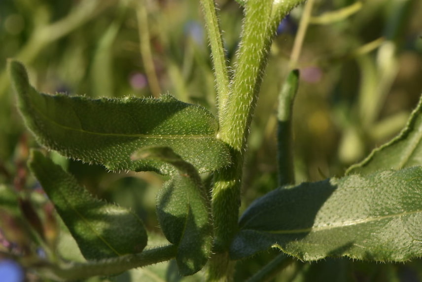 anchusa azurea 