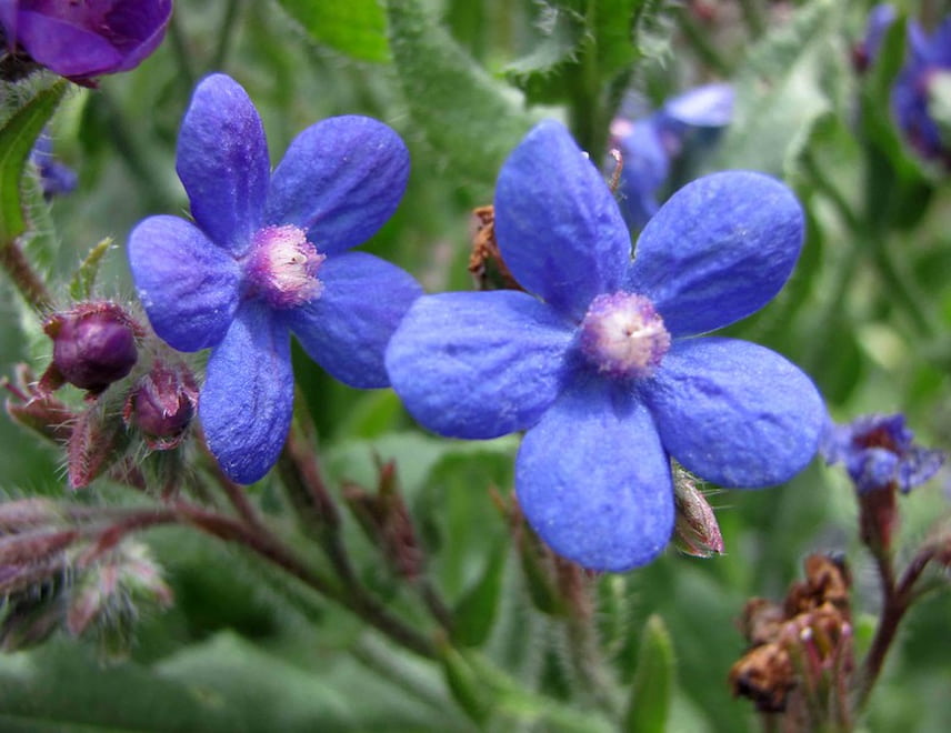 anchusa azurea