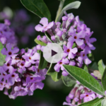 L'Arbre à papillon ou Buddleia : une vaste famille