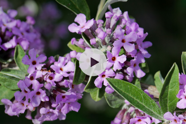 L'Arbre à papillon ou Buddleia : une vaste famille