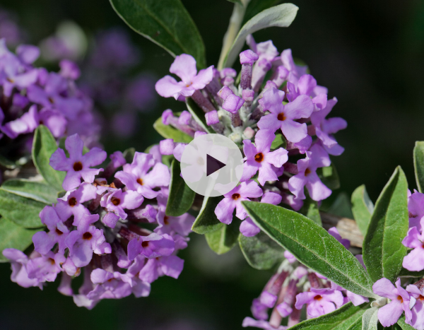 L'Arbre à papillon ou Buddleia : une vaste famille