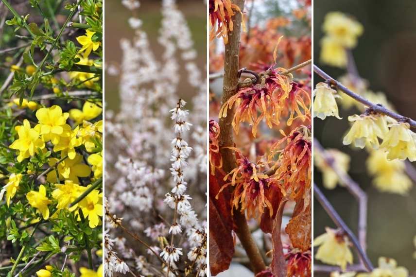 association jasmin d'hiver, association jasminum nudiflorum, avec quoi marier jasmin d'hiver, avec quoi associer le jasmin d'hiver