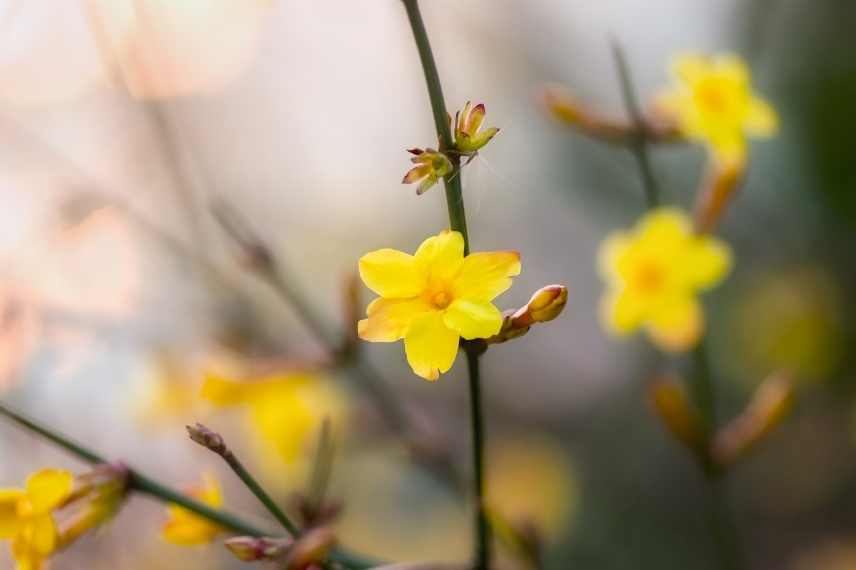 association jasmin d'hiver, association jasminum nudiflorum, avec quoi marier jasmin d'hiver, avec quoi associer le jasmin d'hiver