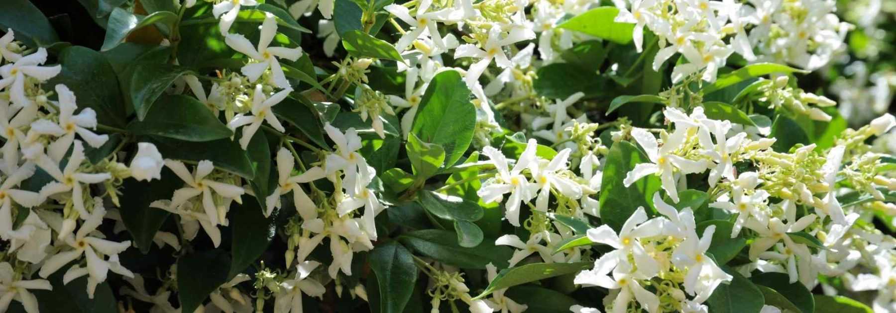 7 idées pour associer le Jasmin étoilé