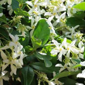 Jasminum officinale Affinis ou Affine - Jasmin officinal aux grandes fleurs  blanches à revers rose