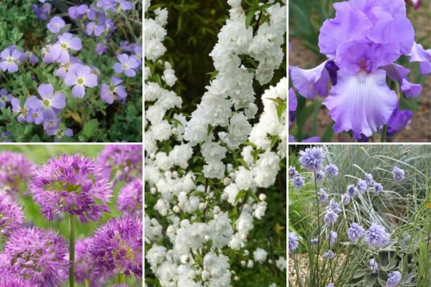 associer aubriète dans massif 