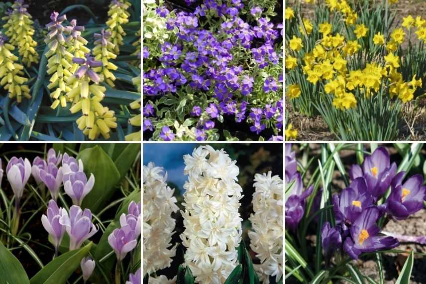 associer aubriète avec bulbes de printemps