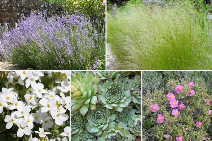 associer aubriète dans rocaille sèche