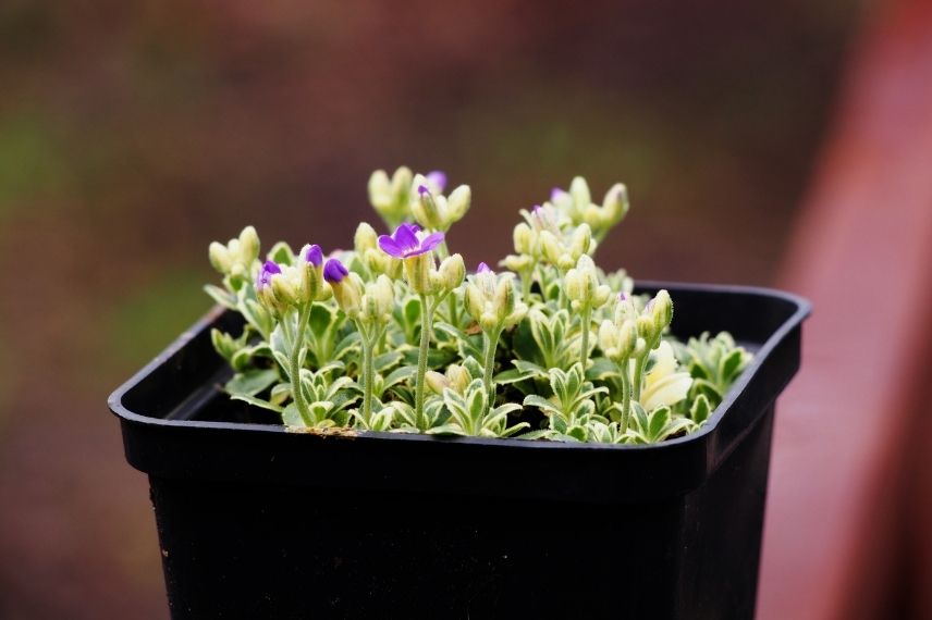 repiquer aubriète, repiquage aubriète