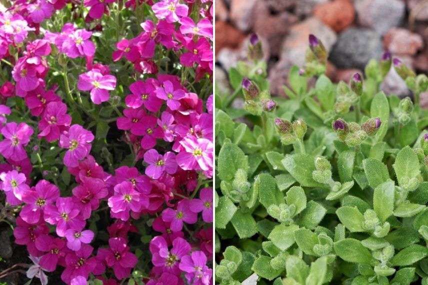 aubriète, variété, cultiver en pot, conseils