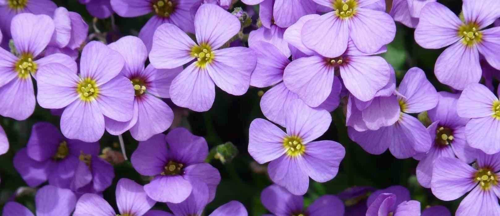 Comment cultiver l'Aubriète en pot ?