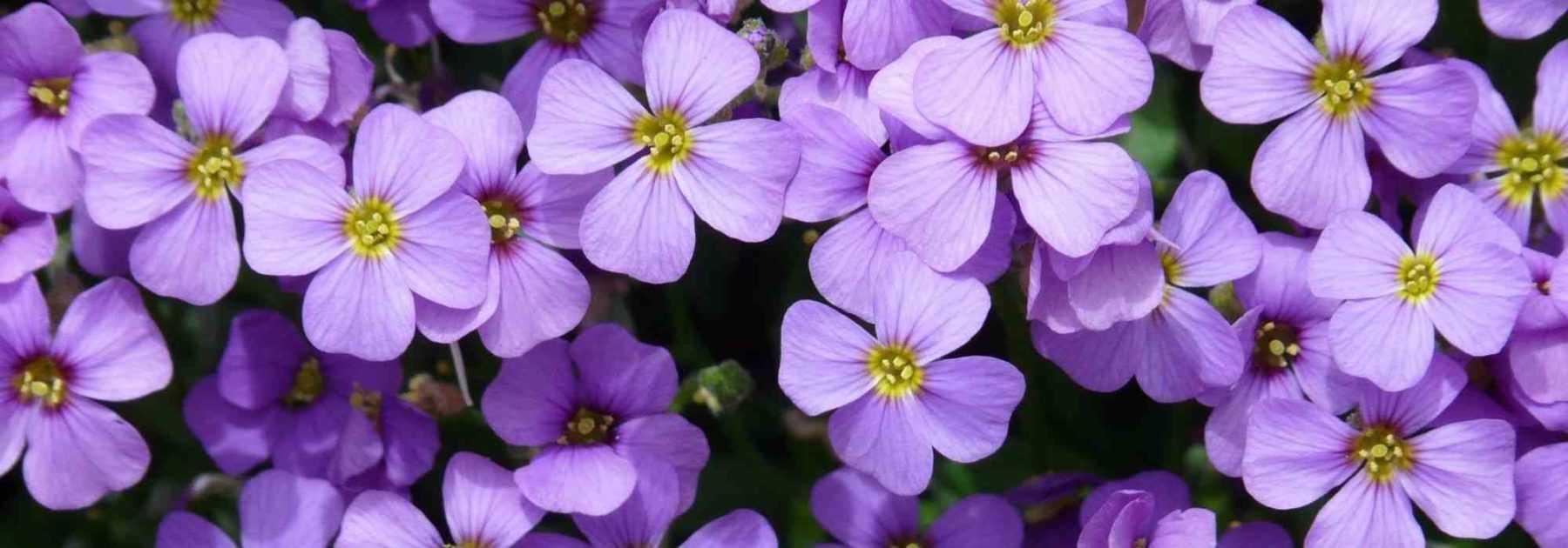 Comment cultiver l'Aubriète en pot ?