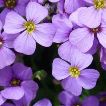 Comment cultiver l'Aubriète en pot ?