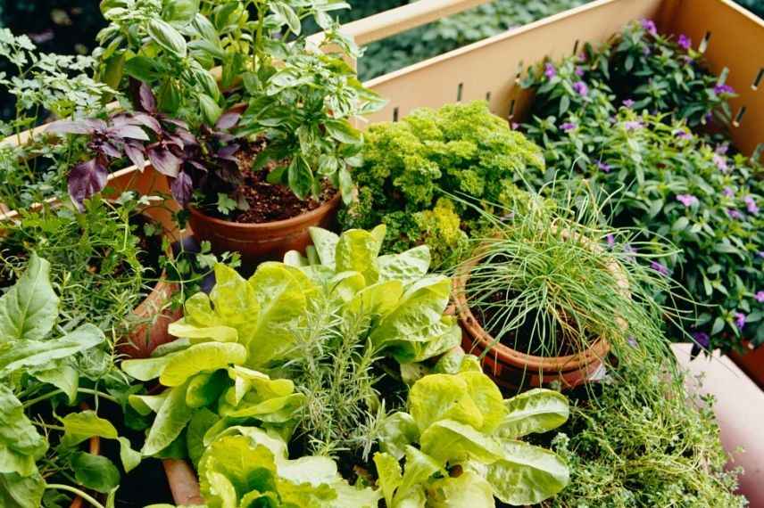 carré potager sur balcon, cultiver plantes sur balcon long et étroit