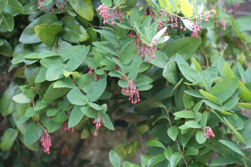 plante corail pour bord de mer