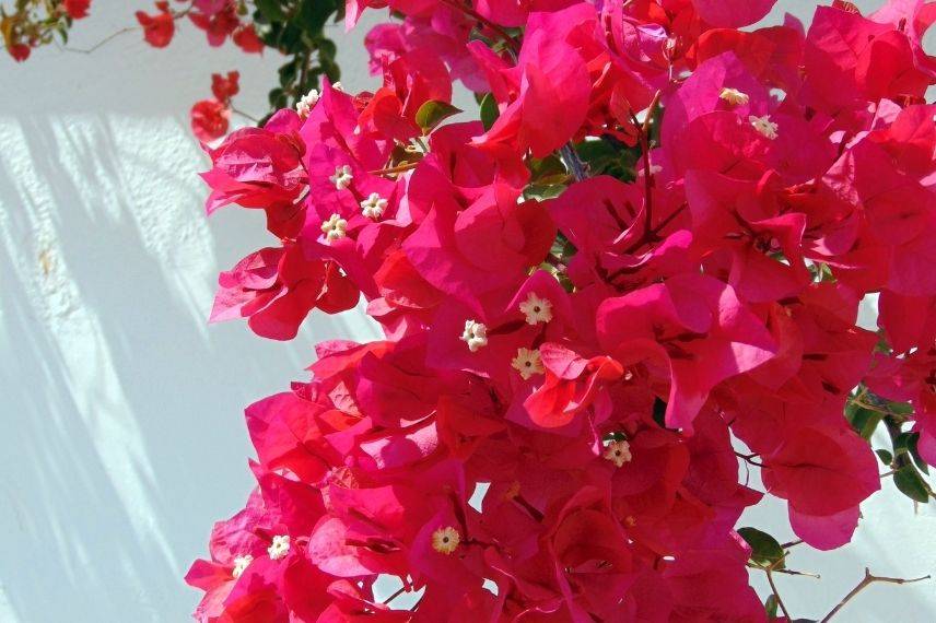 bougainvillier pour bord de mer, plante grimpante méditerranéenne