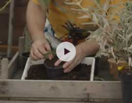 Bouturer le Buddleia en vidéo