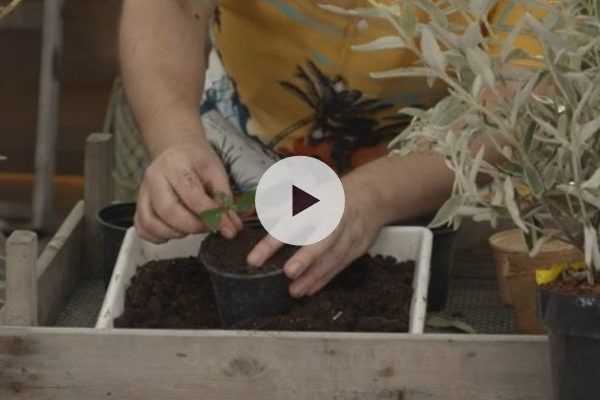 Bouturer l'Arbre à papillons en vidéo