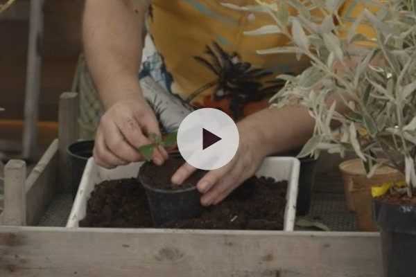 Bouturer le Buddleia en vidéo