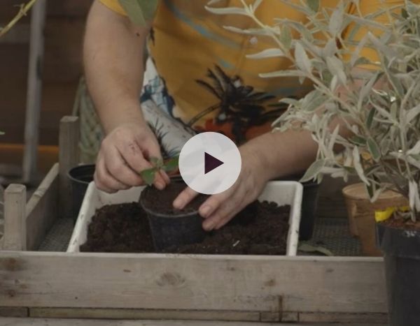 Bouturer l'Arbre à papillons en vidéo