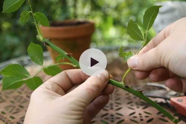 Quand et comment faire des boutures de rosiers ?