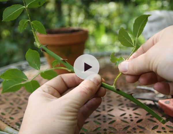 Quand et comment faire des boutures de rosiers ?