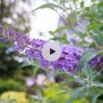 Mon Buddleia ne fleurit plus : pourquoi ?