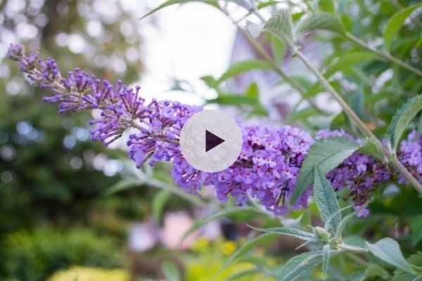 Mon Buddleia ne fleurit plus : pourquoi ?