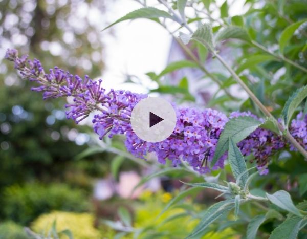 Mon arbre à papillon ne fleurit plus : pourquoi ?