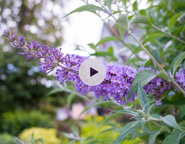 Mon Buddleia ne fleurit plus : pourquoi ?