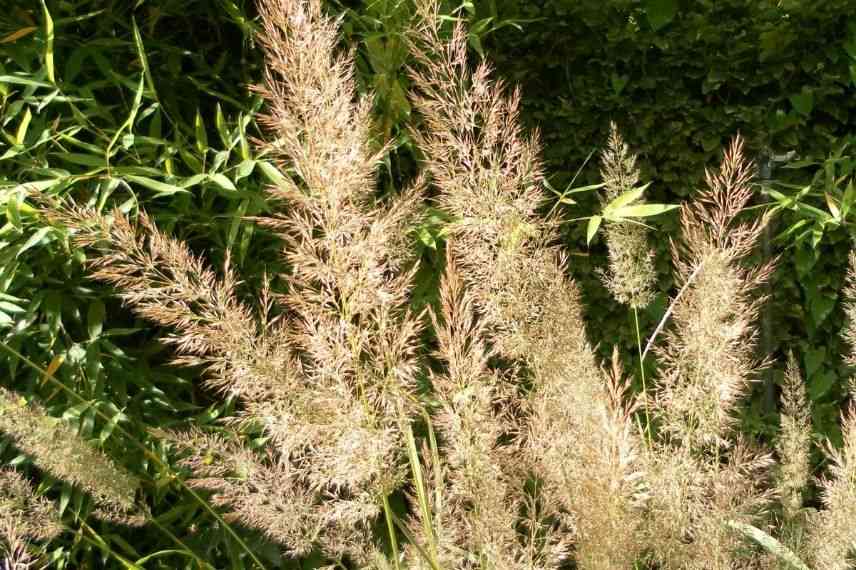 Herbe aux diamants inflorescence en plumeaux, plumeau doré