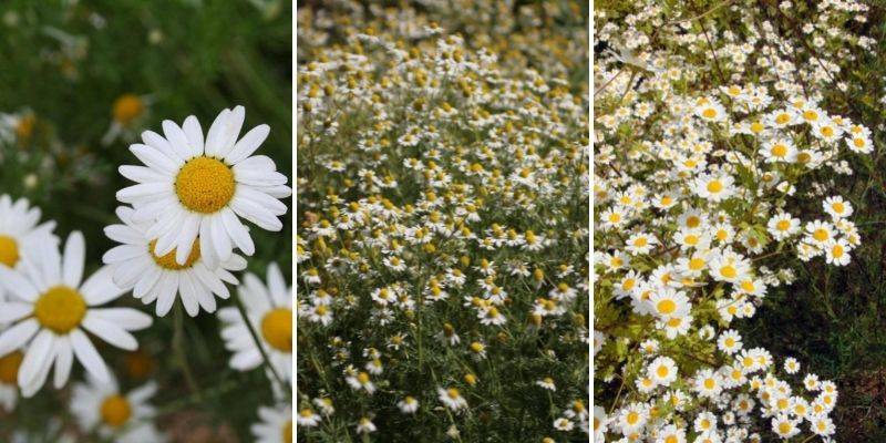 quelle camomille pour fleur séchée