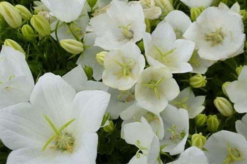 Les fleurs de la campanule carpatica 'Clips Blanche'