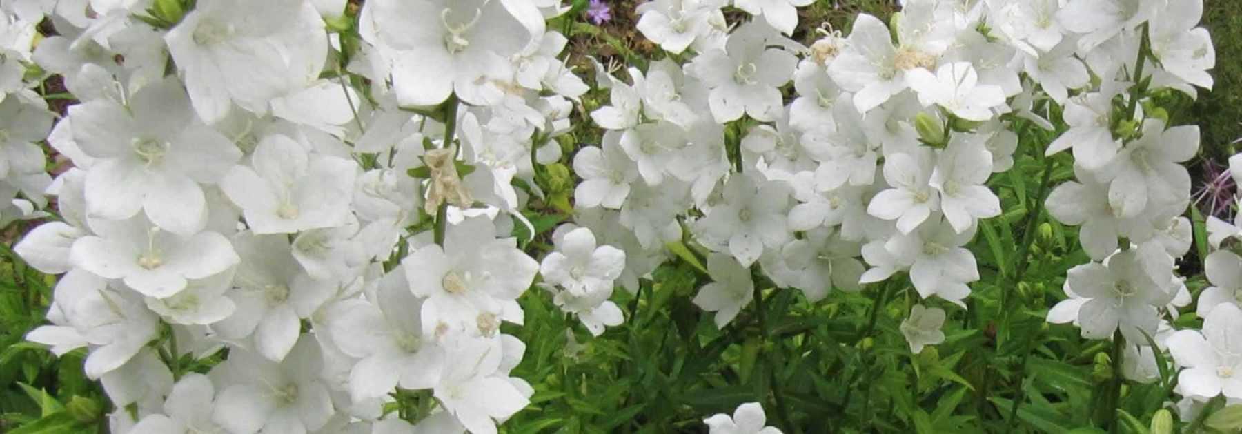 Fleurs blanches : la liste des 30 plus belles fleurs blanches du jardin