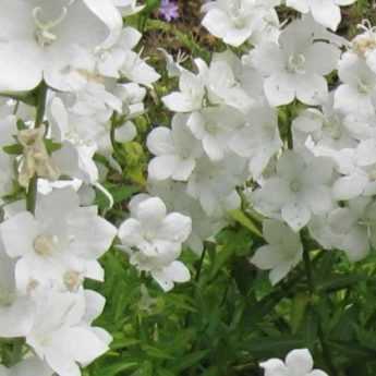 Campanules blanches