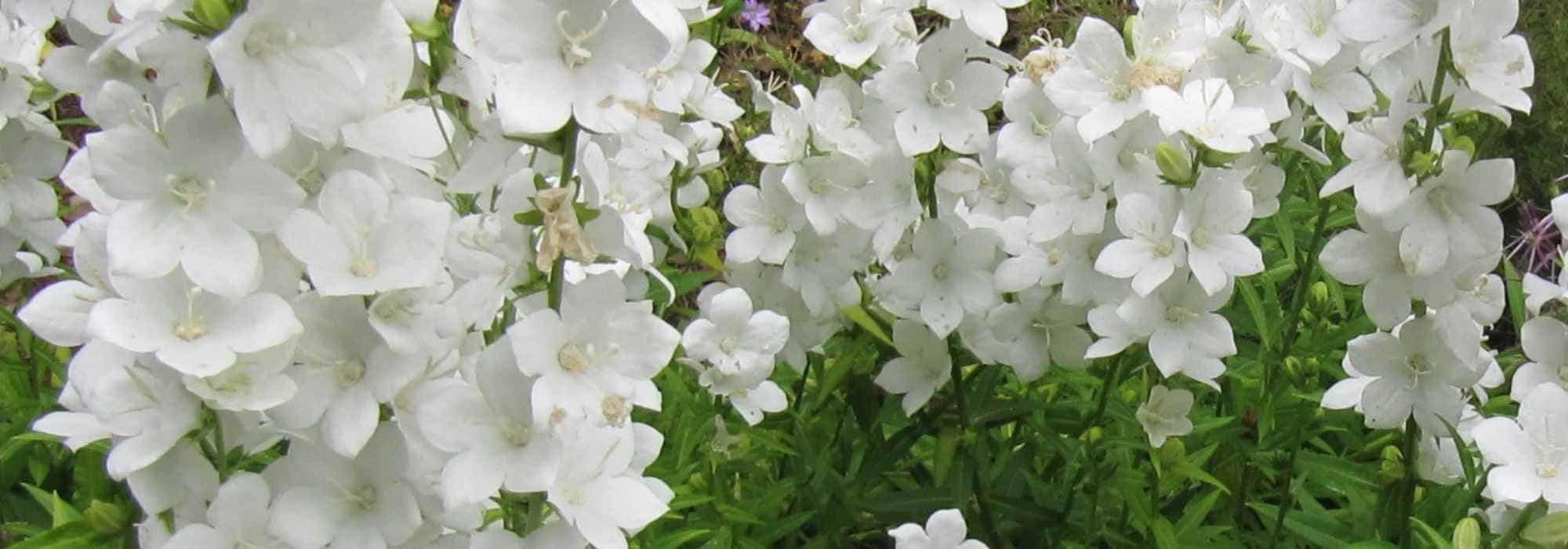 Les 6 plus belles campanules à fleurs blanches - Promesse de Fleurs