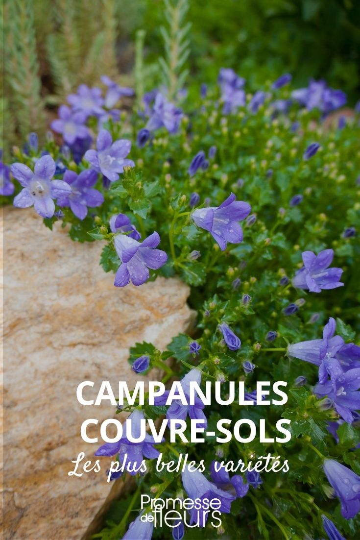 Campanules-couvre-sols-rampantes - Promesse de Fleurs