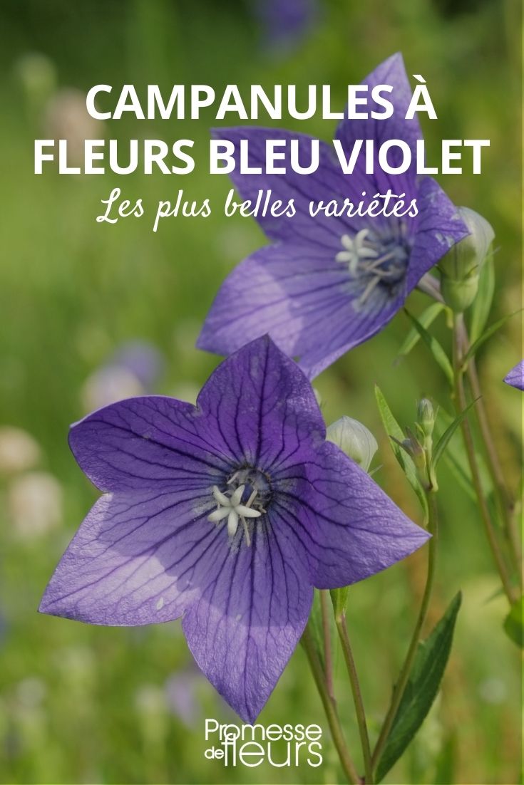 Les 6 plus belles campanules à fleurs bleu violet - Promesse de Fleurs