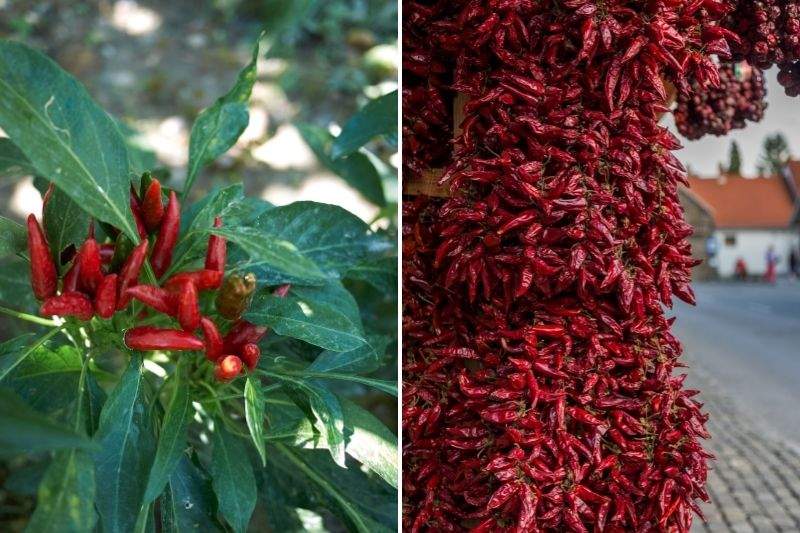 Paprika fumé  La Route des Indes