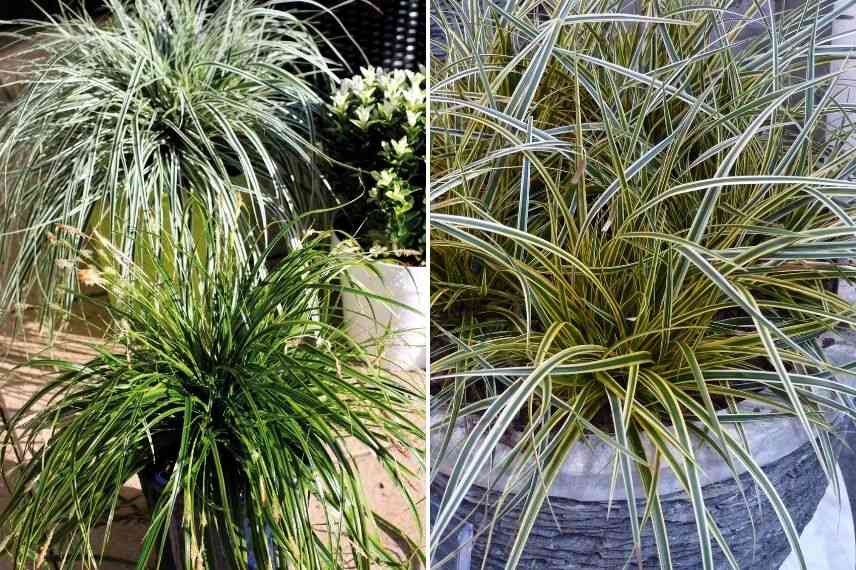 cultiver un carex en pot