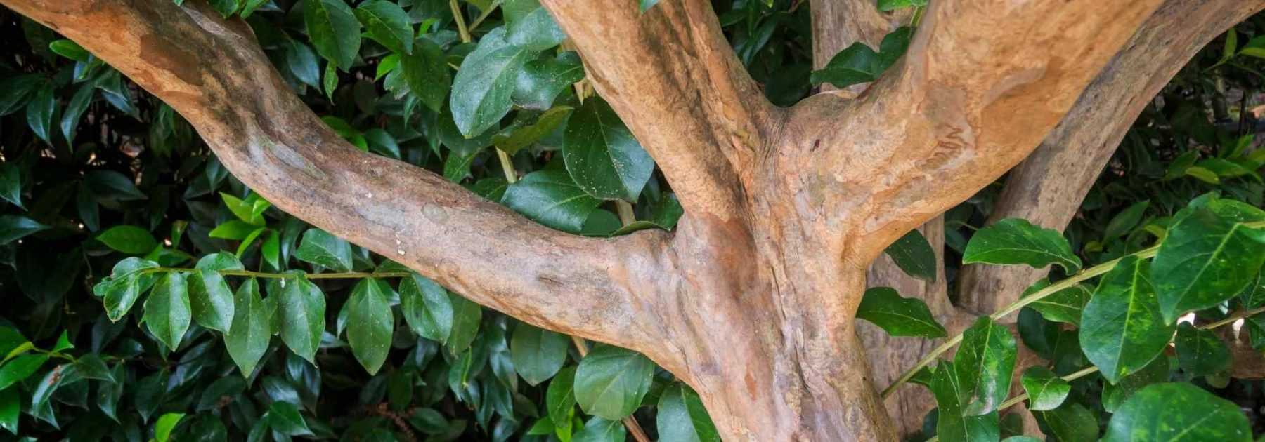 Comment former un arbre en cépée ? - Promesse de Fleurs