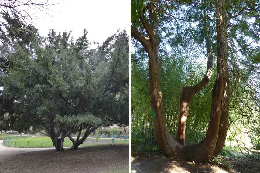 comment former un arbre en cépée, arbuste en cépée, arbre et arbuste multi troncs